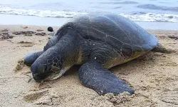 3 yeşil deniz kaplumbağası Kuşadası sahilinde ölü bulundu