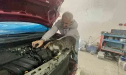 Böylesini görmediniz | Oto tamircisi kedi: Nazlı