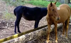 Spil Dağı'ndaki yaban hayatı büyüledi