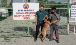 İzmir'de kaybolan köpek Soma'da bulundu