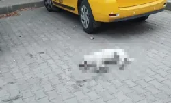 Muğla'da bir köpek zehirlenerek öldürüldü