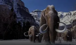 Soyu tükenmiş mamutlar 2028'de geri dönebilir!