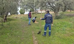 Aydın'da şok eden olay! Onlarca köpek zehirlenerek öldürülmüş