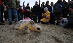 3 caretta caretta Güzelçamlı'dan denize bırakıldı