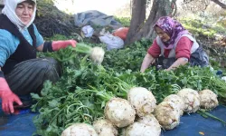 Salihli’de yetişen şifa deposu sebzeler tezgahlarda yerini aldı