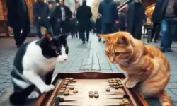 Türk kedileri videosu gündem oldu | Simit satıyor, taksicilik yapıyorlar...
