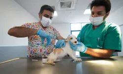 Türkiye'nin en modern hayvan hastanesi: İzmir'de açılıyor