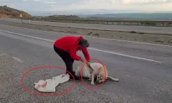 Vicdansızlığın böylesi: Torba içine koyulan köpek ölüme terk edildi