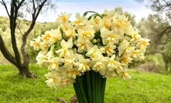 İzmir'e özgü güzel kokulu bir çiçek: Nergis