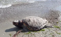 Silivri sahiline ölü deniz kaplumbağası vurdu