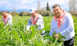 Seferihisar sadece turizmde değil tarımda da zirvede