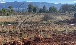 Denizli'de katliam: 450 ağacı bir gecede kestiler