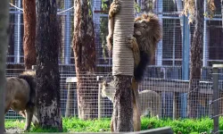 İzmir'in gözdesi: Doğal Yaşam Parkı'nda hangi hayvanlar yaşıyor
