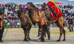 İzmir'de geleneksel deve güreşi festivali: Yoğun ilgi gördü
