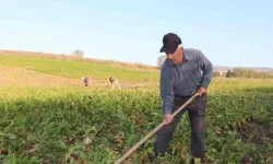 Çiftçi protestosuna Türkiye'den işçi çözümü: 3 bin euro maaş