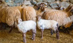 İzmir'in önemli miraslarından olan kaçeli koyunları ilk kez yavruladı