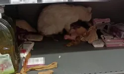 Bodrum'da bir markette doğum yapan kedi görenleri şaşırttı