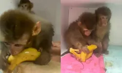 Muzla beslenen maymunların keyifli anları