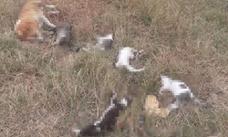 Utanç: 14 köpek zehirlenerek katledildi