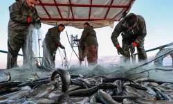 İzmir Ticaret Odası duyurdu: 300 bin balıkçı kayıt dışı çalışıyor 