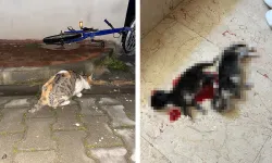 Bursa’da apartmanda vahşet: 6 yavrusunu katlettiler ve kuyruğunu kestiler