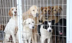 İzmir’de hayvan barınağında feci olay: Onlarca köpek katledildi