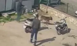 İzmir'de bağlı köpeğe hortumlu, sandalyeli ve kürekli saldırı