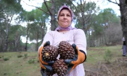 Türkiye'nin çam fıstığı deposu: Bergama'da üretim yüzde 60'a çıktı