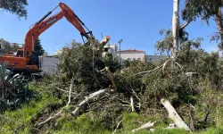Foça'da ağaç katliamı: TİP suç duyurusunda bulundu