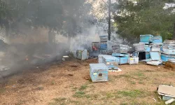 Datça'da orman yangın: Arı kovanları zarar gördü