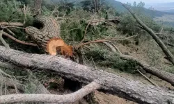 Ormanda katliam: 300 çam ağacını kestiler