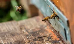 İklim değişikliği arıları olumsuz etkiledi