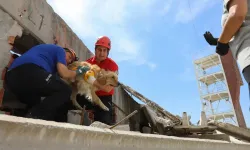 İzmir'de tatbikat: Enkazda kalan hayvanlar için arama kurtarma çalışması