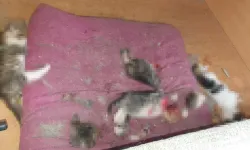 Kan donduran olay: Başları ve patileri kesilmiş 6 yavru kedi bulundu