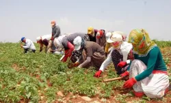 Resmi Gazete'de yayımlandı: Mevsimlik tarım işçileri ile ilgili yeni düzenleme