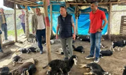 Sokak köpekleri ahıra daldı: 45 oğlak öldü