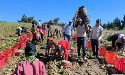 Türkiye'nin ilk turfanda patatesi: Datça'da hasat başladı