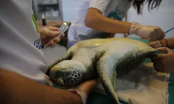 Muğla'da deniz kaplumbağalarına sahip çıkılıyor: Yüzlercesi tedavi edildi