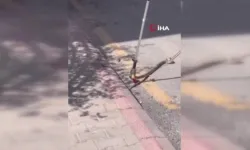 Ankara Mamak'ta yılan operasyonu: Sokakta paniğe yol açan yılan yakalandı