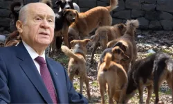 MHP Genel Başkanı Bahçeli: Köpekleri kaç saat uyutacaklar?