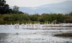 Sazlık alanların balerinleri, flamingolardan görsel şölen
