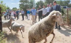 Bergama'da bir gelenek: Hayvanların yaz serüveni başladı
