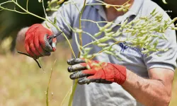 Bornova'da üreticiye tam destek: Atalık tohumlar ücretsiz dağıtılacak