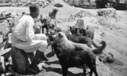 Türkiye'nin en insafsız köpek katliamı: Hayırsız Ada faciası