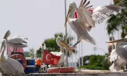 İzmir'de pelikanların dostu: Her gün yolunu gözlüyorlar