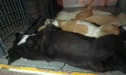 Urla’da kan donduran olay: 10 köpek zehirlenerek öldürüldü