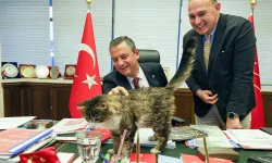 CHP'nin kedisi Şero'dan güzel haber: Taburcu oldu