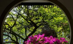 Adeta bir fotoğraf stüdyosu: İzmir'deki bitki cenneti ziyaretçilerine kapılarını açtı