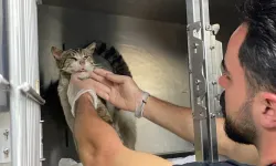 Yardım istercesine veterinerin ayağına gitti: Sevimli kedide tümör tespit edildi