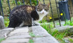 Anlamlı bağış: Huzurevi sakini sahipsiz kedilere sahip çıktı